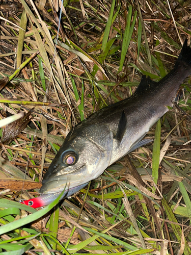 スズキの釣果