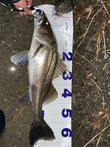 スズキの釣果