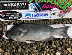 クチブトグレの釣果