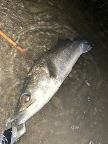 スズキの釣果