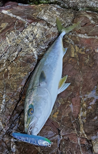 ヤズの釣果