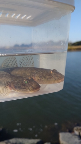 ハゼの釣果