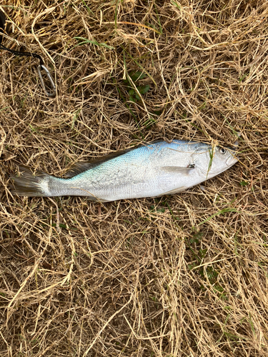 ニベの釣果