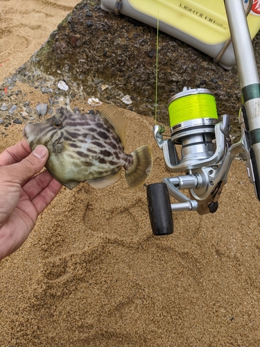 カワハギの釣果