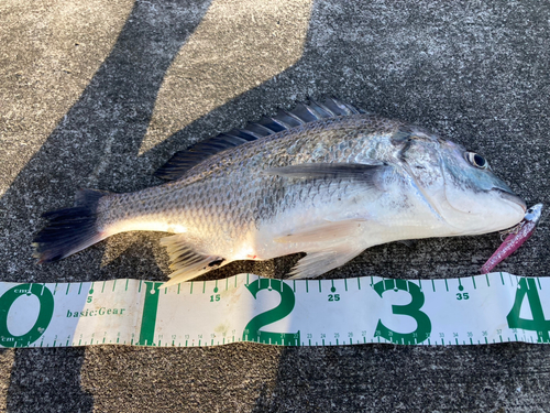 クロダイの釣果