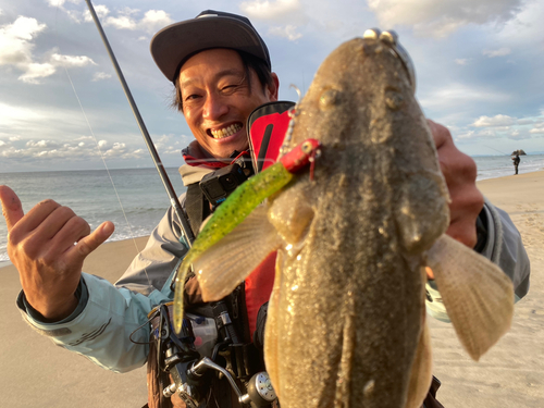 マゴチの釣果