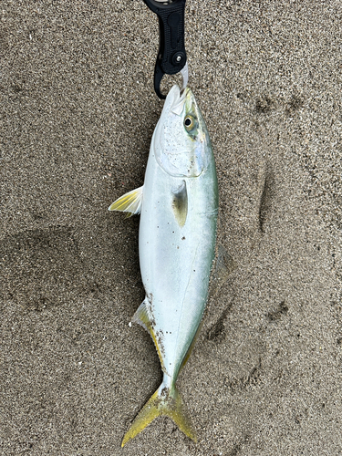 イナダの釣果