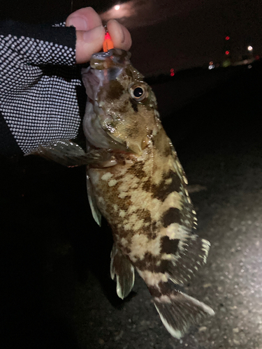 カサゴの釣果