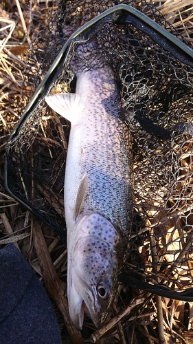 イトウの釣果