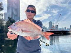 マダイの釣果