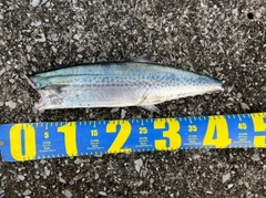 サゴシの釣果