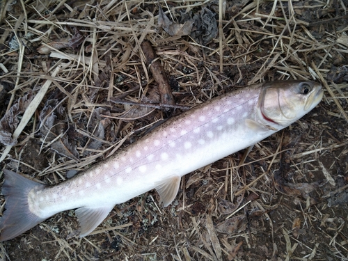 ドンコの釣果