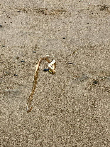 ダイナンウミヘビの釣果