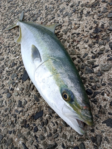 メジロの釣果