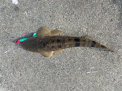 マゴチの釣果