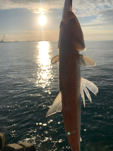 エソの釣果