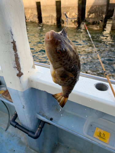 アカメフグの釣果