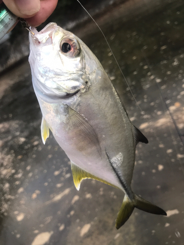 ギンガメアジの釣果