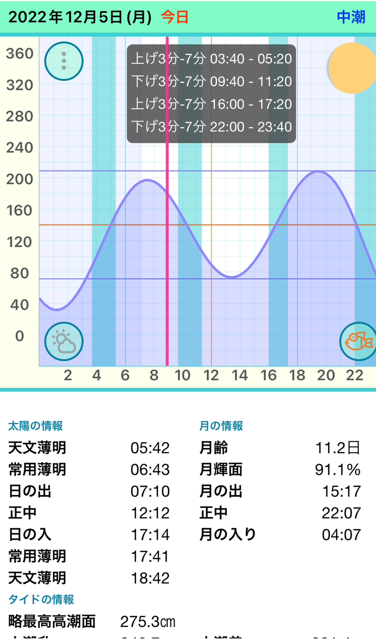 アオリイカ