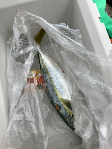 ハマチの釣果