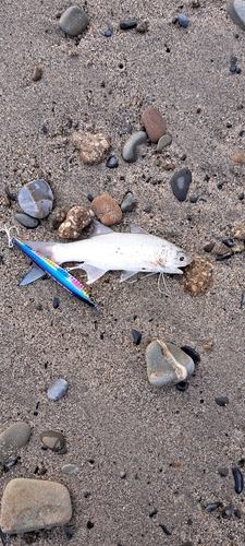 ツバメコノシロの釣果