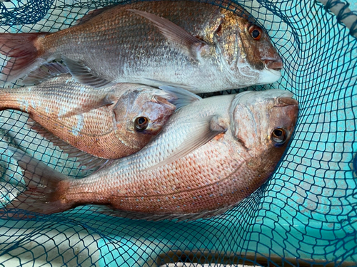 マダイの釣果