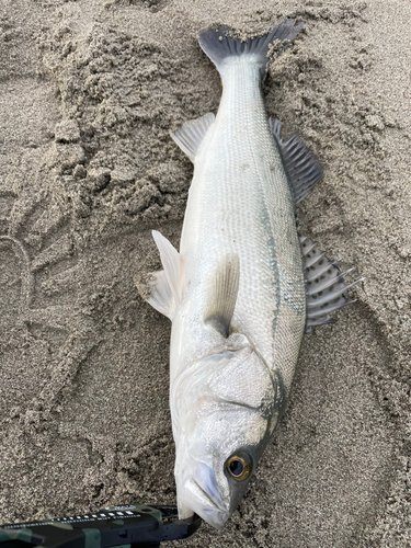 フッコ（マルスズキ）の釣果