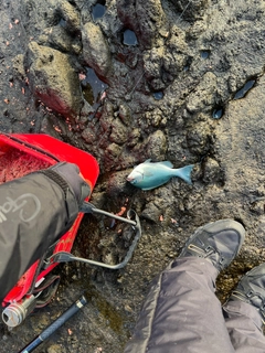 クロメジナの釣果