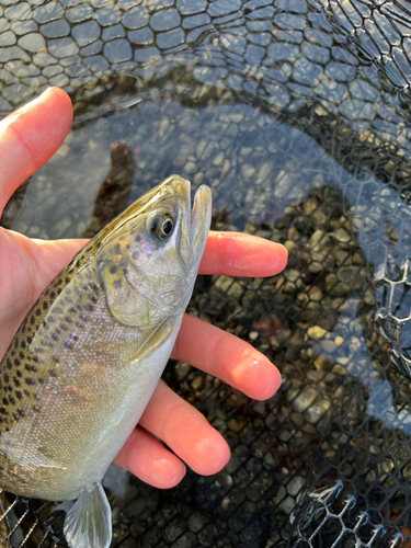 ニジマスの釣果