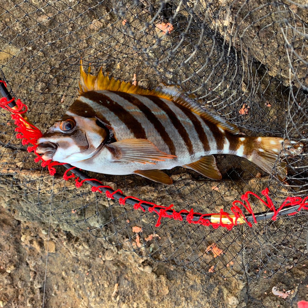 タカノハダイ