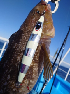 アイナメの釣果