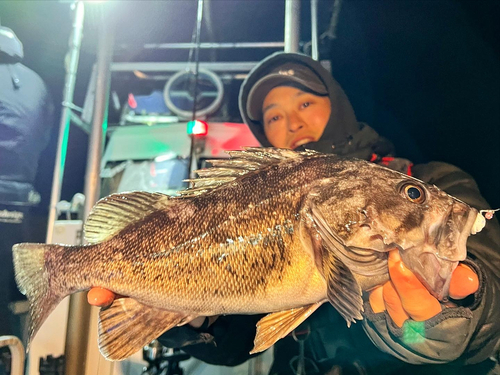 クロソイの釣果