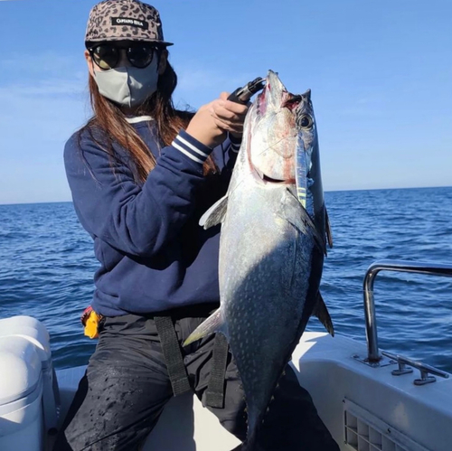 コシナガマグロの釣果