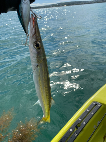 カマスの釣果