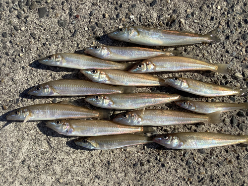 キスの釣果