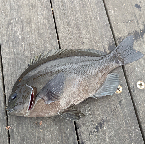 メジナの釣果