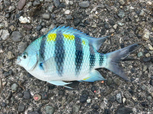 オヤビッチャの釣果