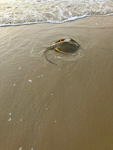 アカエイの釣果