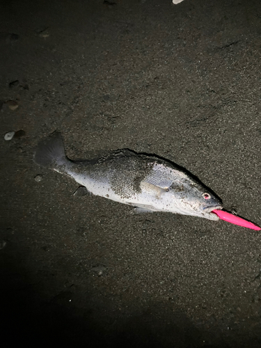 ニベの釣果