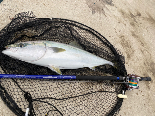 ブリの釣果