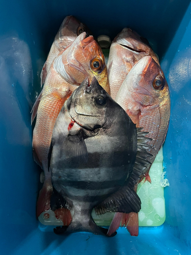 マダイの釣果