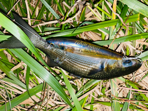 ボラの釣果