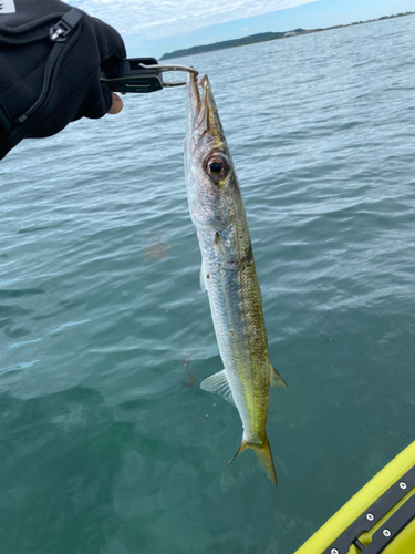 カマスの釣果