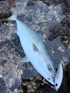 ブリの釣果