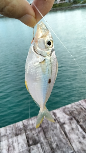 釣果