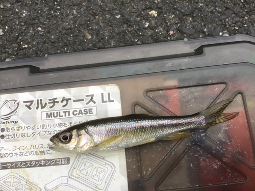 カワムツの釣果