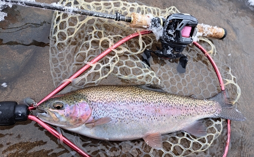 ニジマスの釣果