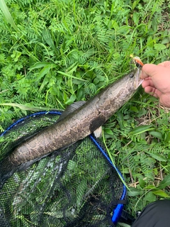 ライギョの釣果