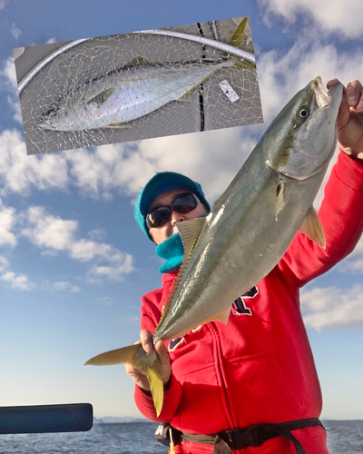 メジロの釣果