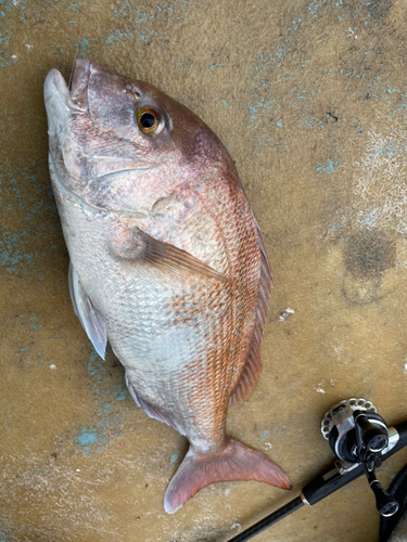 マダイの釣果